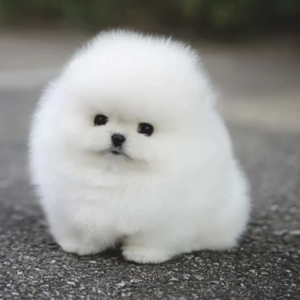Cucciolo di Pomerania