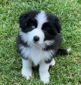 Cucciolo di Border Collie