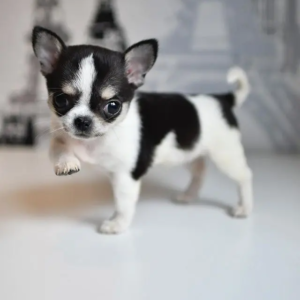 Cucciolo di Chihuahua