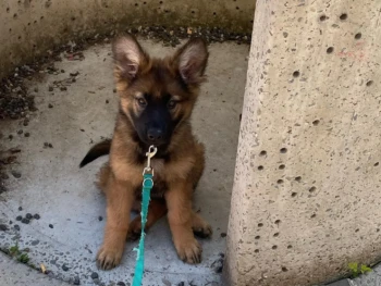 Nala – Hembra